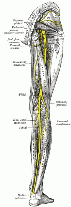 The sciatic nerve